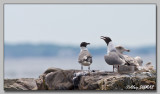 Mouette Atracille - Laughing Gull