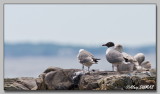 Mouette Atracille - Laughing Gull