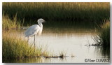 Aigrette Neigeuse - Snowy Egret