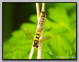 Syrphide - Syrphid