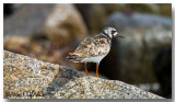 Tournepierre  collier - Ruddy Turnstone