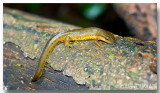 Triton Vert - Eastern Newt