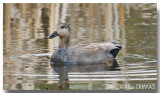 Canard Chipeau - Gadwall