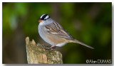 Bruant  couronne blanche White-crowned Sparrow
