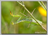 Mante Religieuse Femelle - Female European Mantid