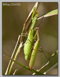 Accouplement de Mantes - Mantids reproduction