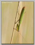 Mante Religieuse Mle - Male European mantid