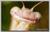 Mante Brune femelle - Female Brown Mantid