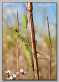 Mante Femelle - Female Mantid