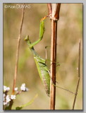 Mante Femelle - Female Mantid