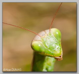 Mante Femelle - Female Mantid