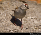 Bruant Familier - Chipping Sparrow