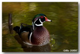 Canard Branchu Mâle - Male Wood Duck