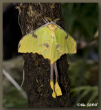 Papillon lune - Luna moth