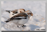 Plectrophane des neiges - Snow Bunting