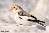 Plectrophane des neiges - Snow Bunting
