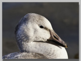Oie des Neiges - Snow Goose