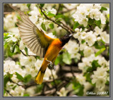 Oriole du Nord - Nothern Oriole