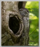 Petit-Duc Macul, forme grise - Eastern Screech-Owl, grey morph