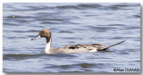 Canard Pilet Mle - Male Nothern Pintail