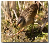 Rle de Virginie - Virginia Rail