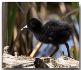 Poussin Rle de Virginie - Virginia Rail Chick