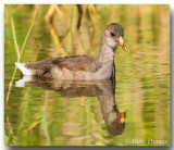 Poule deau juvnile Juvenile Common Moorhen