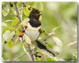 Tohi à flanc roux - Rufous-sided Towhee
