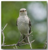 Moqueur Polyglotte - Northern Mockingbird