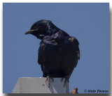 Hirondelle Noire Mle - Male Purple Martin