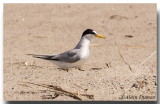 Petite Sterne - Least Tern