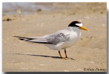 Petite Sterne - Least Tern