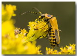 Cantharide de Pennsylvanie - Pennsylvania Leatherwing