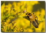 Cantharide de Pennsylvanie - Pennsylvania Leatherwing