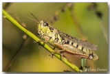 Mlanople  pattes rouges - Red-legged Grasshopper
