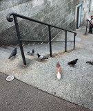 step birds