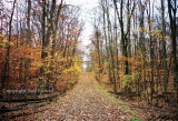 Morgan Arboretum.JPG