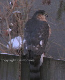 Red Tailed Hawk