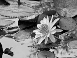 Flower BW.jpg