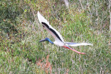 Black-necked Stork (Ephippiorhynchus asiaticus)