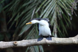 Little Pied Cormorant (Phalacrocorax melanoleucos)