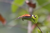 Red Lacewing (Cethosia cydippe)