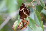 Common Eggfly (Hypolimnas bolina) -- female