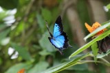 Ulysses butterfly (Papilio ulysses) -- in flight