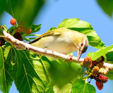  Red-eyed Vireo 