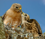 Red-shoulder Hawk