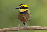 Pitta guajana - Banded Pitta