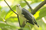 Sturnus melanopterus - Black-winged Starling