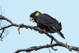 Calyptorhynchus funereus - Yellow-tailed Black Cockatoo