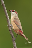Estrilda rhodopyga - Crimson Rumped Waxbill